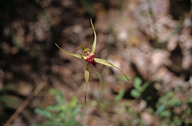 APII jpeg image of Caladenia lobata  © contact APII