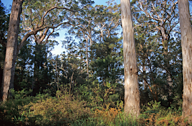 APII jpeg image of Eucalyptus jacksonii  © contact APII