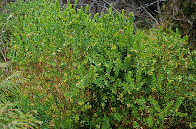 APII jpeg image of Polygala myrtifolia  © contact APII