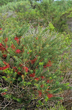 APII jpeg image of Calothamnus pinifolius  © contact APII