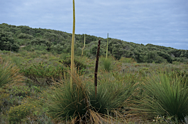 APII jpeg image of Xanthorrhoea platyphylla  © contact APII