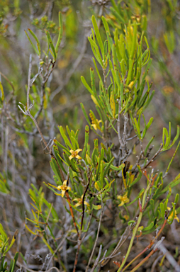 APII jpeg image of Persoonia teretifolia  © contact APII