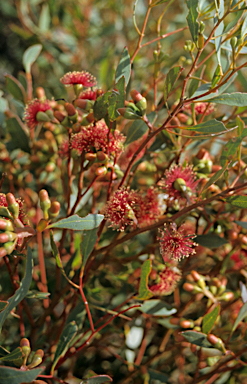 APII jpeg image of Eucalyptus cernua  © contact APII