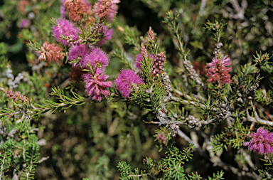 APII jpeg image of Melaleuca glaberrima  © contact APII