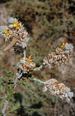 APII jpeg image of Jacksonia floribunda  © contact APII