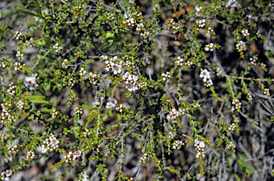 APII jpeg image of Scholtzia involucrata  © contact APII