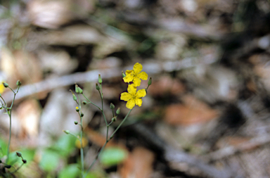 APII jpeg image of Liparophyllum violifolium  © contact APII