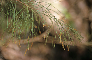 APII jpeg image of Allocasuarina decussata  © contact APII