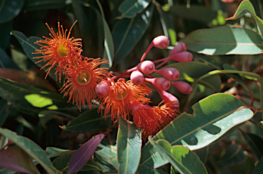 APII jpeg image of Corymbia ficifolia  © contact APII