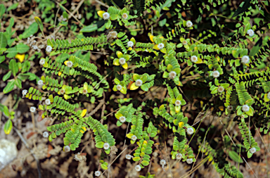 APII jpeg image of Pimelea ferruginea  © contact APII