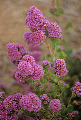 APII jpeg image of Verticordia plumosa  © contact APII