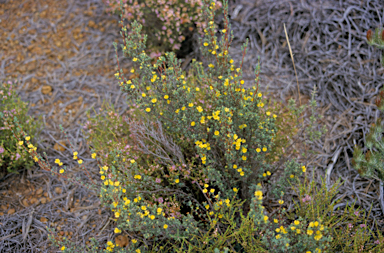 APII jpeg image of Hibbertia gracilipes  © contact APII