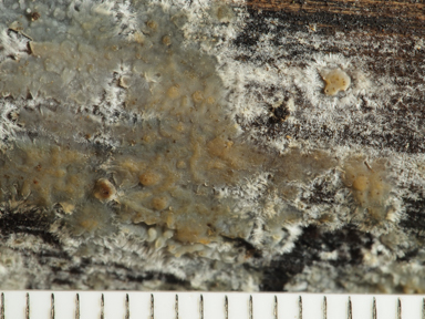 APII jpeg image of Radulomyces confluens  © contact APII