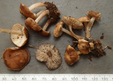 APII jpeg image of Rhodocollybia incarnata  © contact APII