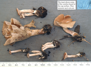 APII jpeg image of Singerocybe clitocyboides  © contact APII
