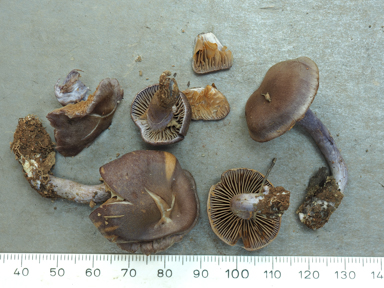 APII jpeg image of Cortinarius sp.  © contact APII