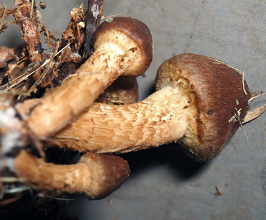 APII jpeg image of Pholiota communis  © contact APII