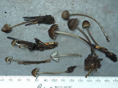 APII jpeg image of Mycena sp.  © contact APII