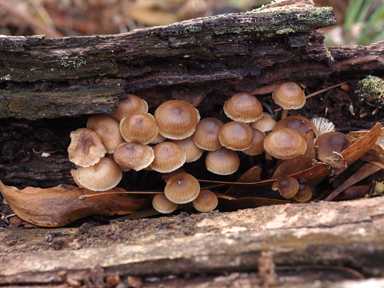 APII jpeg image of Mycena sp.  © contact APII