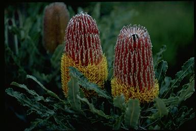 APII jpeg image of Banksia menziesii  © contact APII