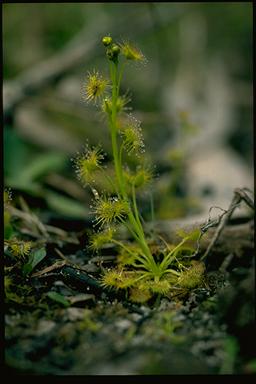 APII jpeg image of Drosera peltata  © contact APII