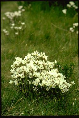 APII jpeg image of Gentianella diemensis  © contact APII