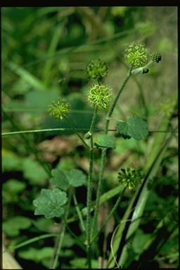 APII jpeg image of Hydrocotyle laxiflora  © contact APII