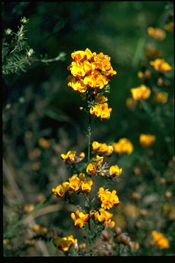 APII jpeg image of Pultenaea stricta  © contact APII