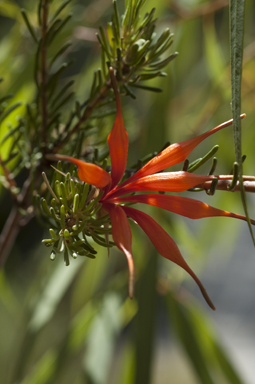 APII jpeg image of Lambertia ericifolia  © contact APII