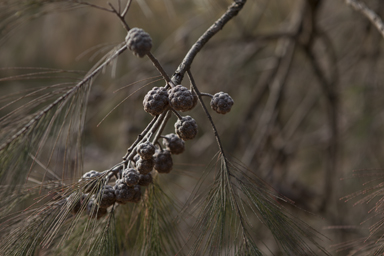 APII jpeg image of Allocasuarina torulosa  © contact APII