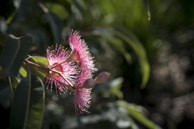 APII jpeg image of Corymbia 'Summer Beauty'  © contact APII