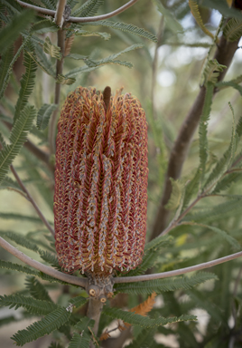 APII jpeg image of Banksia brownii  © contact APII