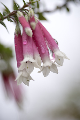 APII jpeg image of Epacris longiflora  © contact APII