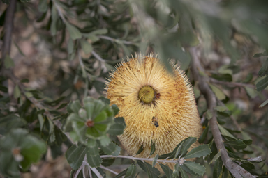 APII jpeg image of Banksia epica  © contact APII