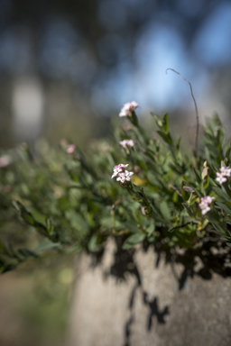 APII jpeg image of Pimelea spicata  © contact APII