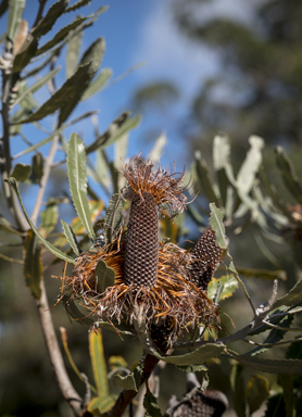 APII jpeg image of Banksia menziesii  © contact APII