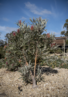 APII jpeg image of Banksia menziesii  © contact APII