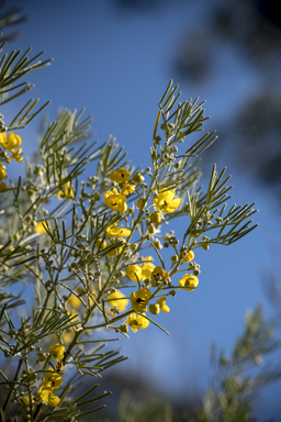 APII jpeg image of Senna artemisioides subsp. filifolia  © contact APII