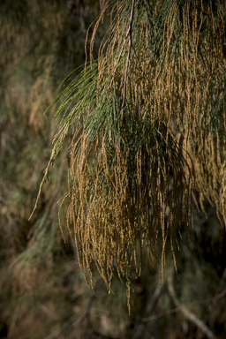 APII jpeg image of Allocasuarina torulosa  © contact APII