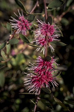 APII jpeg image of Hakea 'Burrendong Beauty'  © contact APII