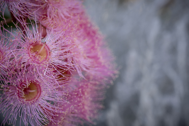 APII jpeg image of Corymbia 'Summer Beauty'  © contact APII