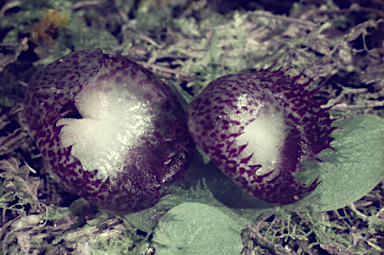 APII jpeg image of Corybas hispidus  © contact APII