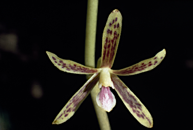 APII jpeg image of Dipodium hamiltonianum  © contact APII