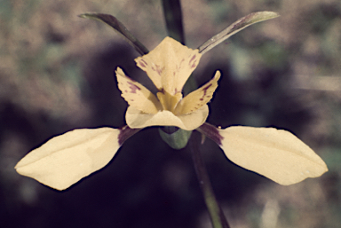 APII jpeg image of Diuris sp. (hybrid)  © contact APII