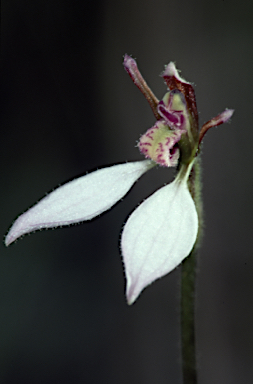 APII jpeg image of Eriochilus cucullatus  © contact APII