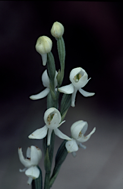 APII jpeg image of Pecteilis harroldii  © contact APII