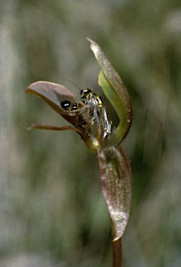 APII jpeg image of Chiloglottis trapeziformis  © contact APII