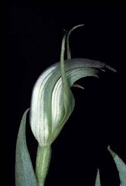 APII jpeg image of Pterostylis foliata  © contact APII