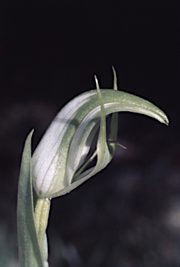 APII jpeg image of Pterostylis monticola  © contact APII