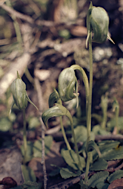 APII jpeg image of Pterostylis nutans  © contact APII